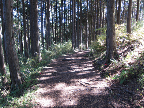 20201105hike (161)